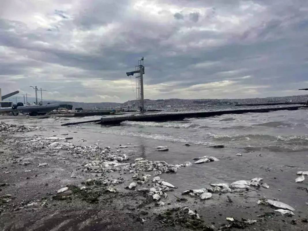 Görenler şaştı kaldı: Bu canlı, İzmir'deki kirliliği azaltılacak! Sayıları her geçen gün artıyor 7